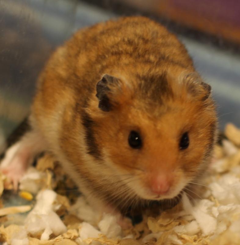 Peanut, a ADOPTABLE Hamster in Budd Lake, NJ image 5/6