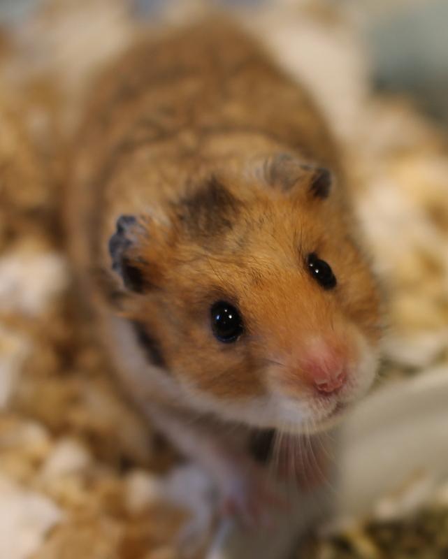 Peanut, ADOPTABLE, Senior Male Hamster.