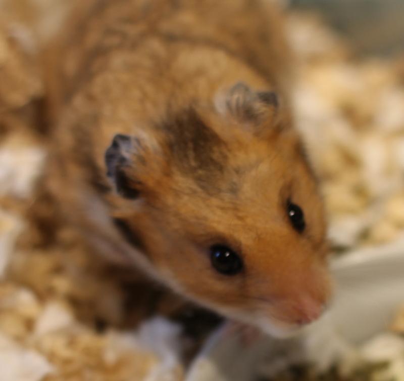 Peanut, a ADOPTABLE Hamster in Budd Lake, NJ image 2/6