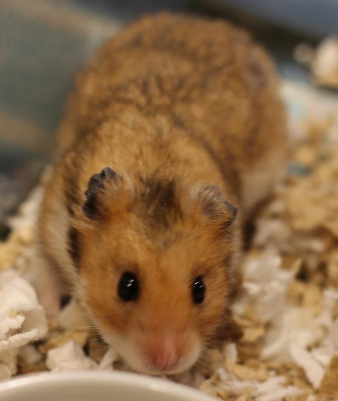 Peanut, a ADOPTABLE Hamster in Budd Lake, NJ image 4/6