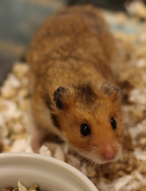 Peanut, a ADOPTABLE Hamster in Budd Lake, NJ image 6/6
