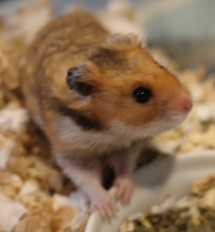 Peanut, a ADOPTABLE Hamster in Budd Lake, NJ image 3/6