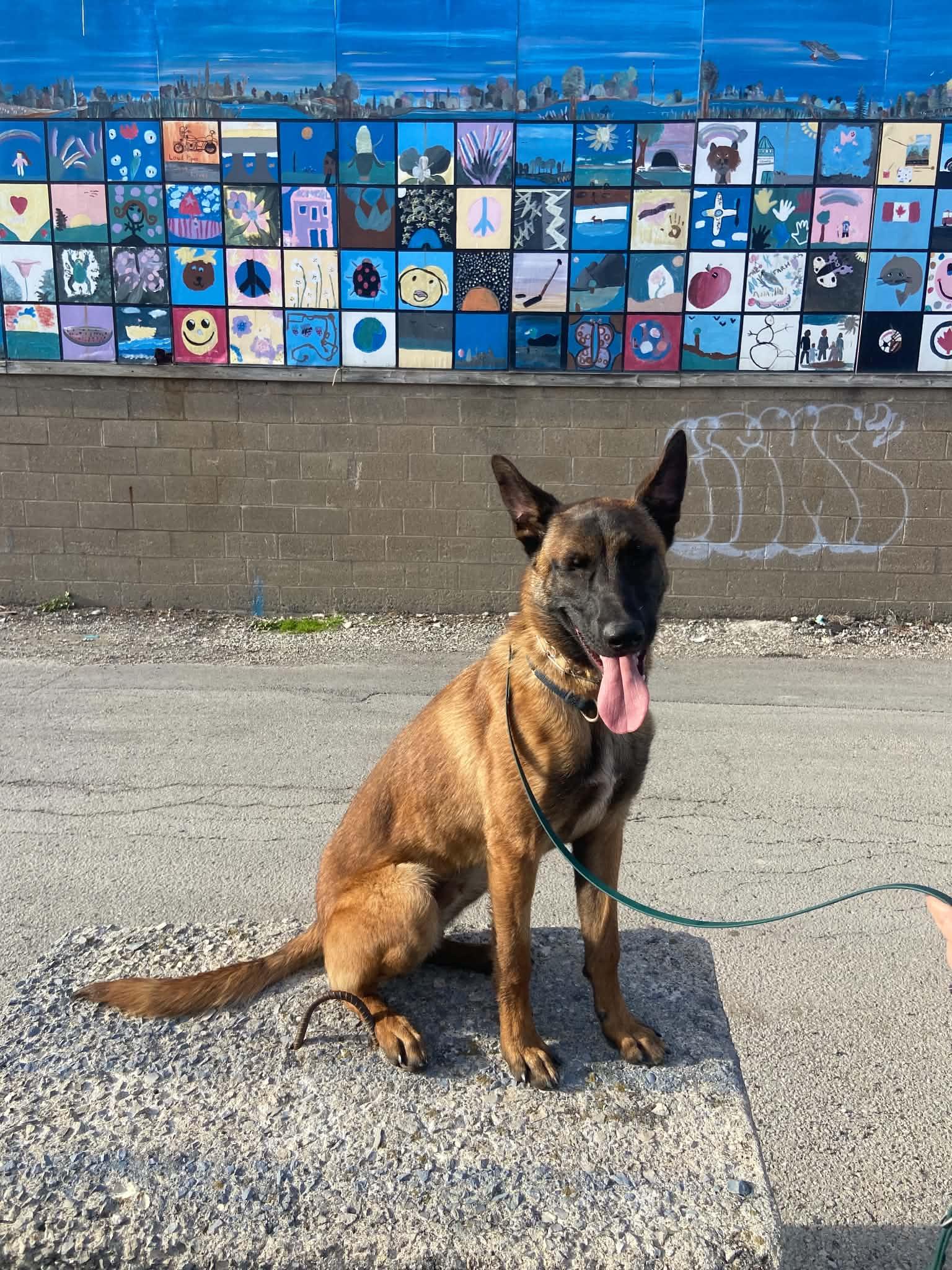 Ace, an adopted Belgian Shepherd / Malinois in Rockwood, ON image 2/3