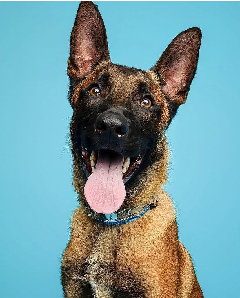 Ace, an adopted Belgian Shepherd / Malinois in Rockwood, ON image 3/3