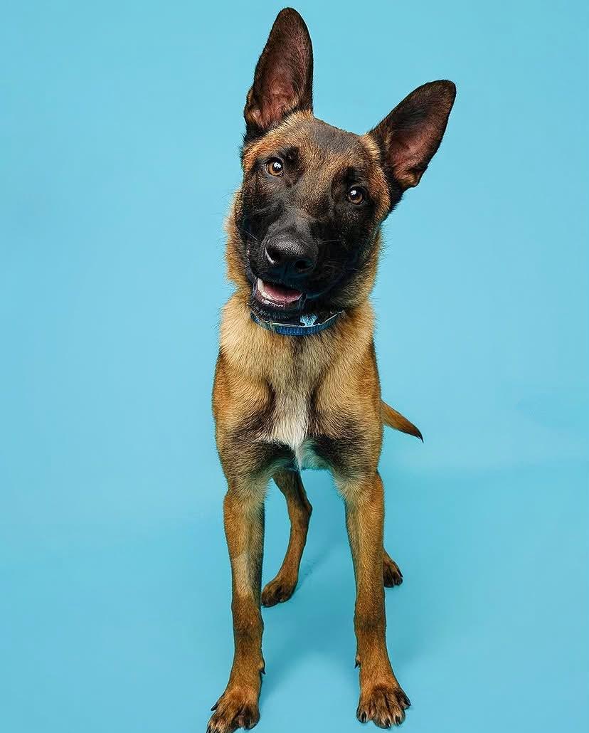 Ace, adopted, Young Male Belgian Shepherd / Malinois.
