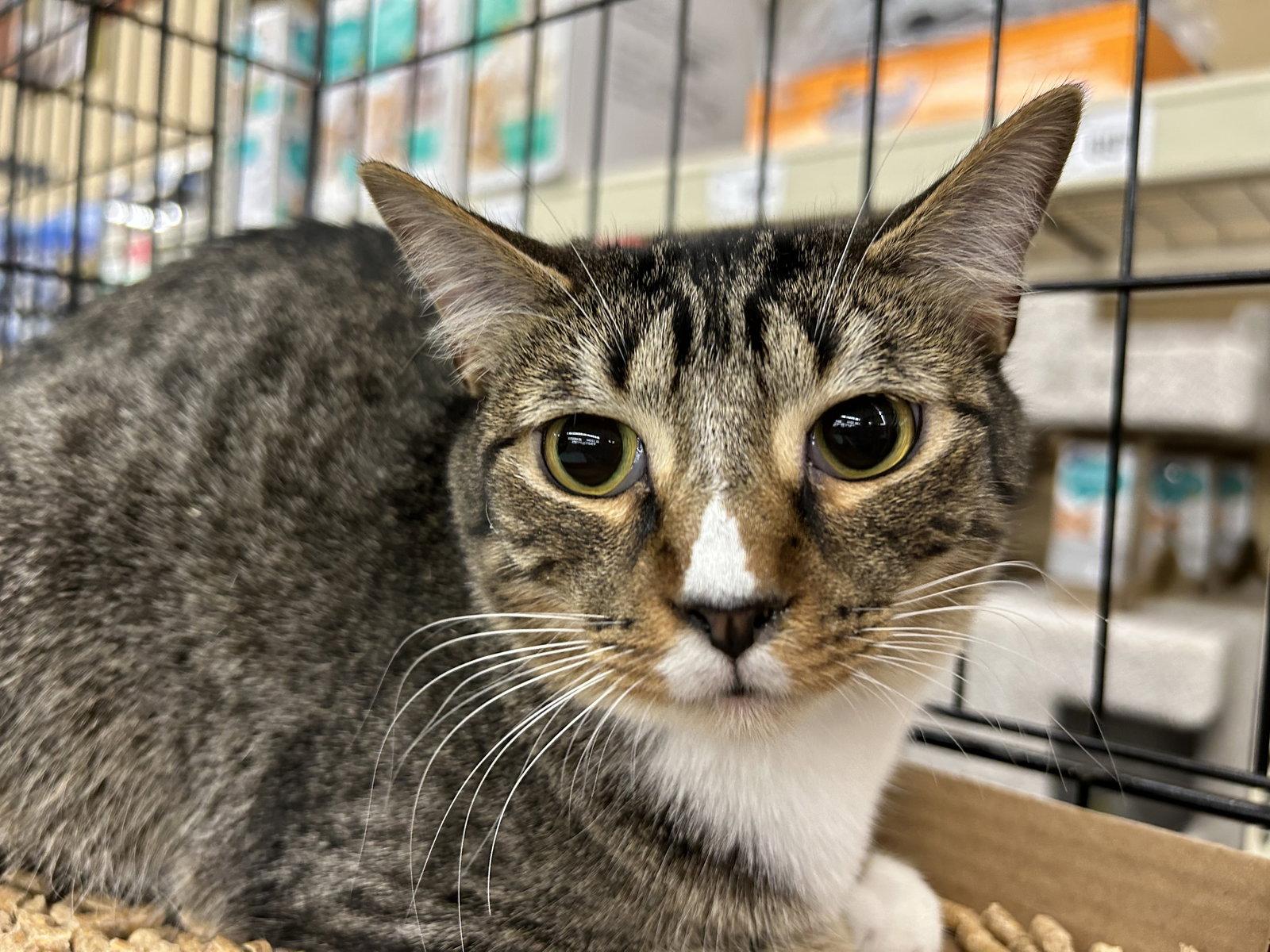Antonio, Adoptable, Young Male Tabby & Domestic Short Hair.