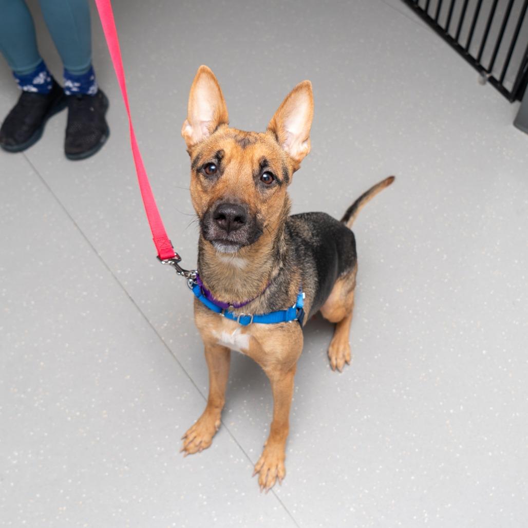 Gina, Adoptable, Adult Female Shepherd.