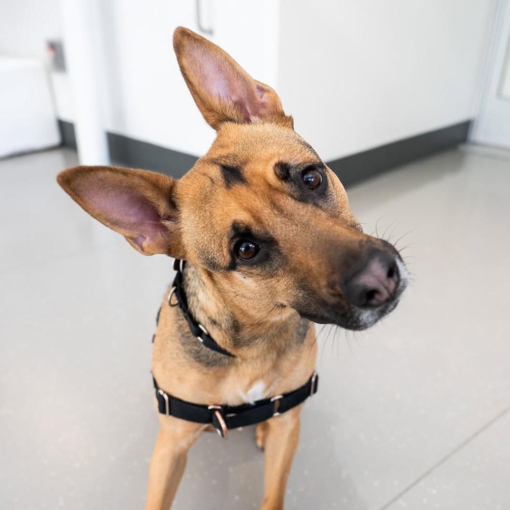 Gina, a Adoptable mixed breed in New York, NY image 2/4