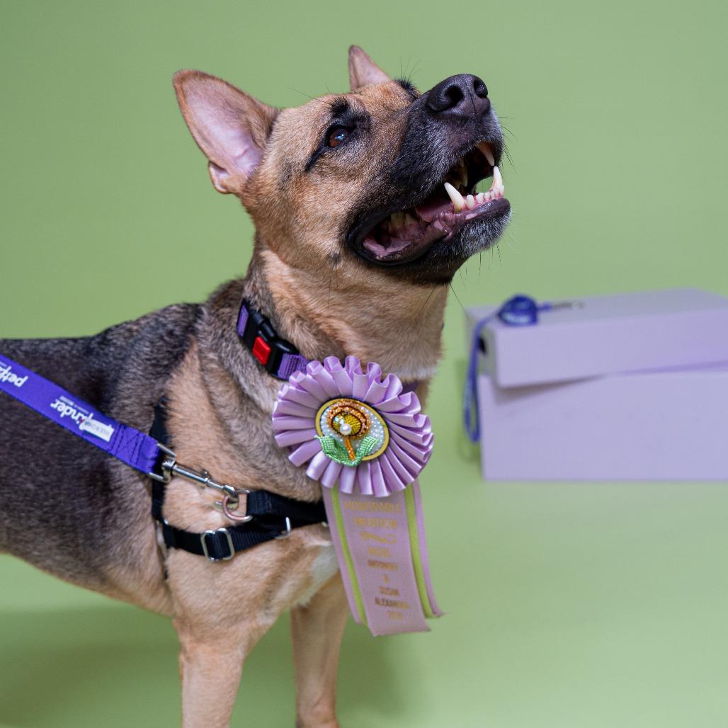 Enlarge Gina, a Adoptable mixed breed in New York, NY image 4/5