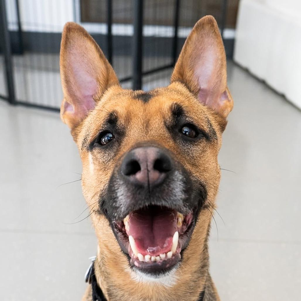 Gina, a Adoptable mixed breed in New York, NY image 4/4