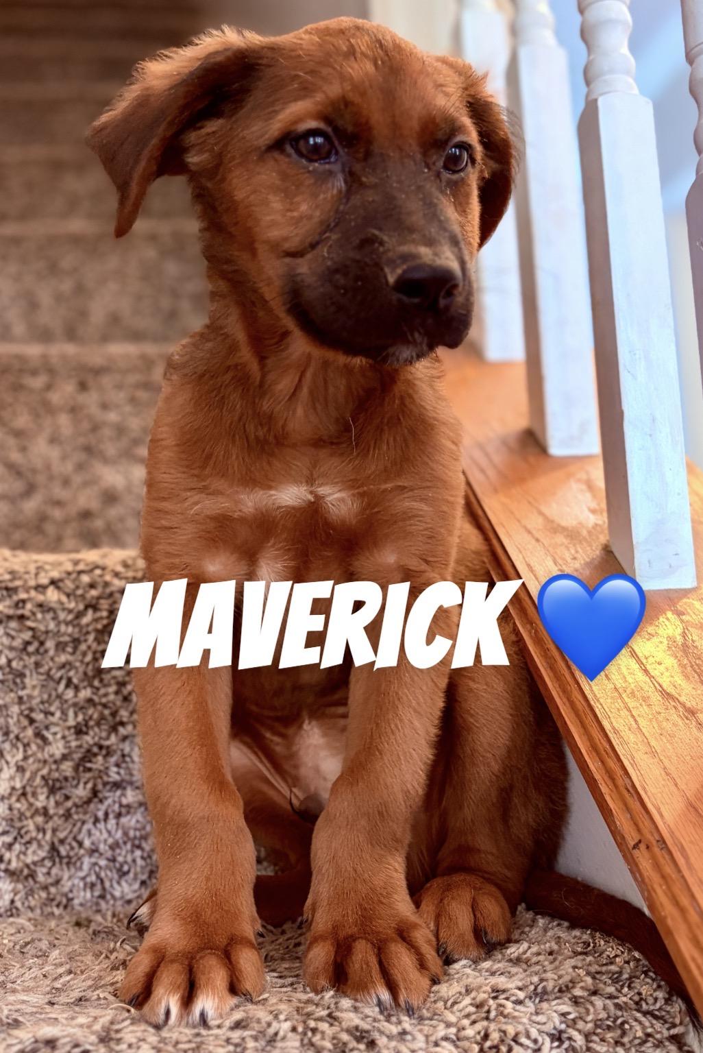 Maverick, Adopted, Puppy Male German Shepherd Dog & Belgian Shepherd / Malinois.