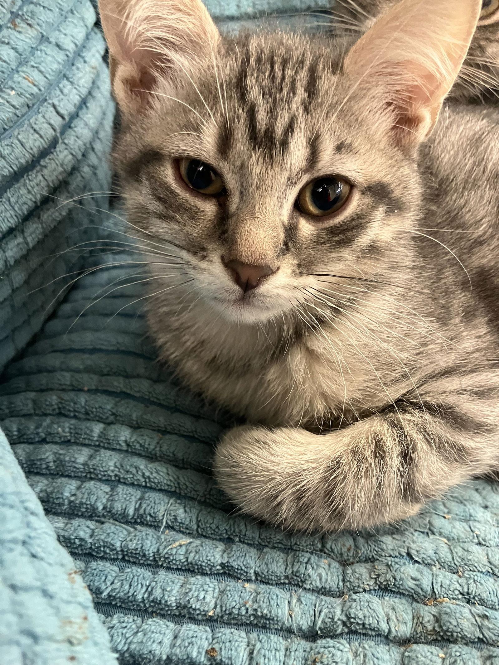 Enlarge PETER, a Adopted Domestic Short Hair in Smithtown, NY image 1/1