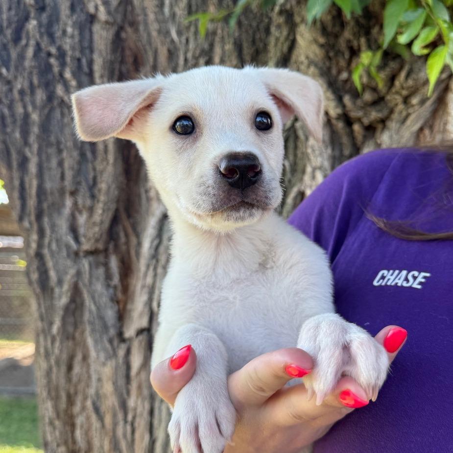 Enlarge Jasper, a Adoptable Mixed Breed in Tulsa, OK image 1/4
