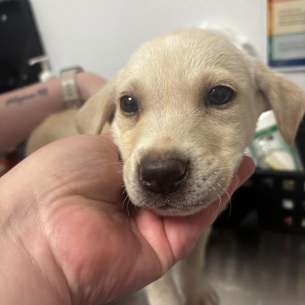 Enlarge Jasper, a Adoptable Mixed Breed in Tulsa, OK image 2/4