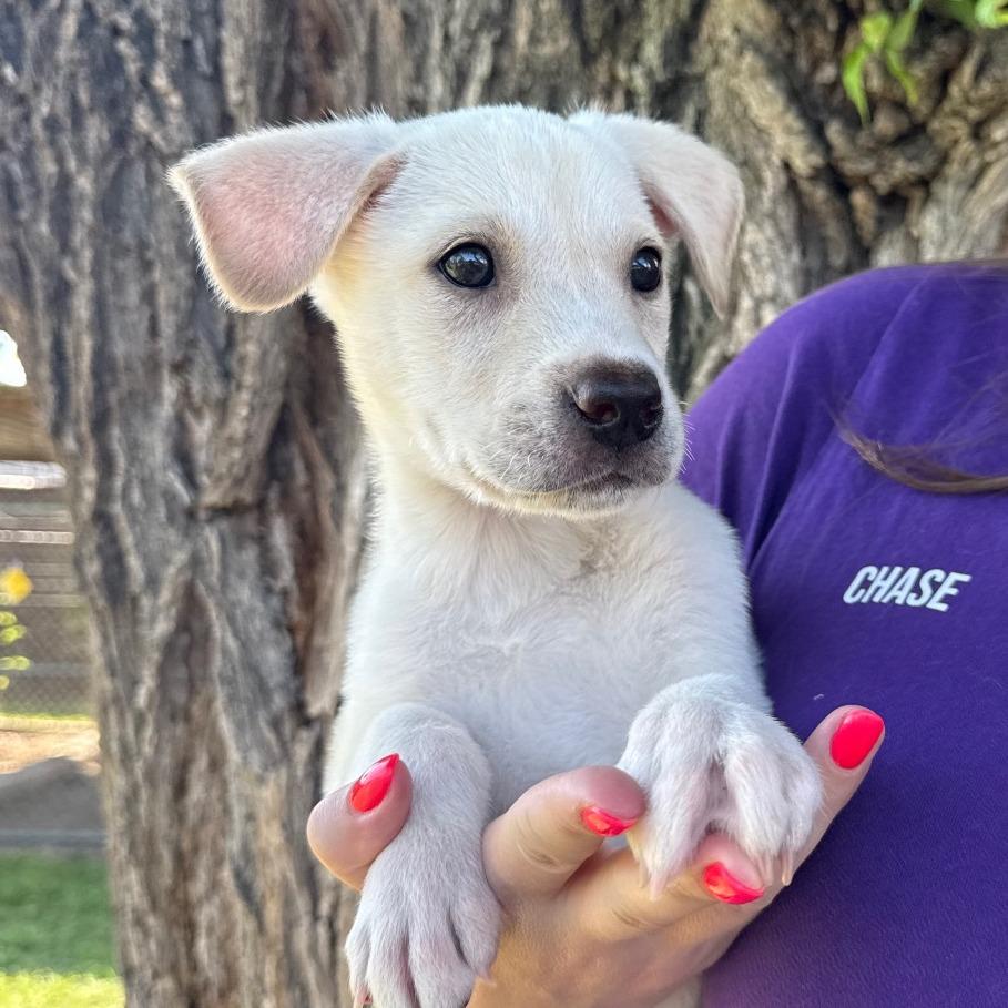 Enlarge Jasper, a Adoptable Mixed Breed in Tulsa, OK image 3/4