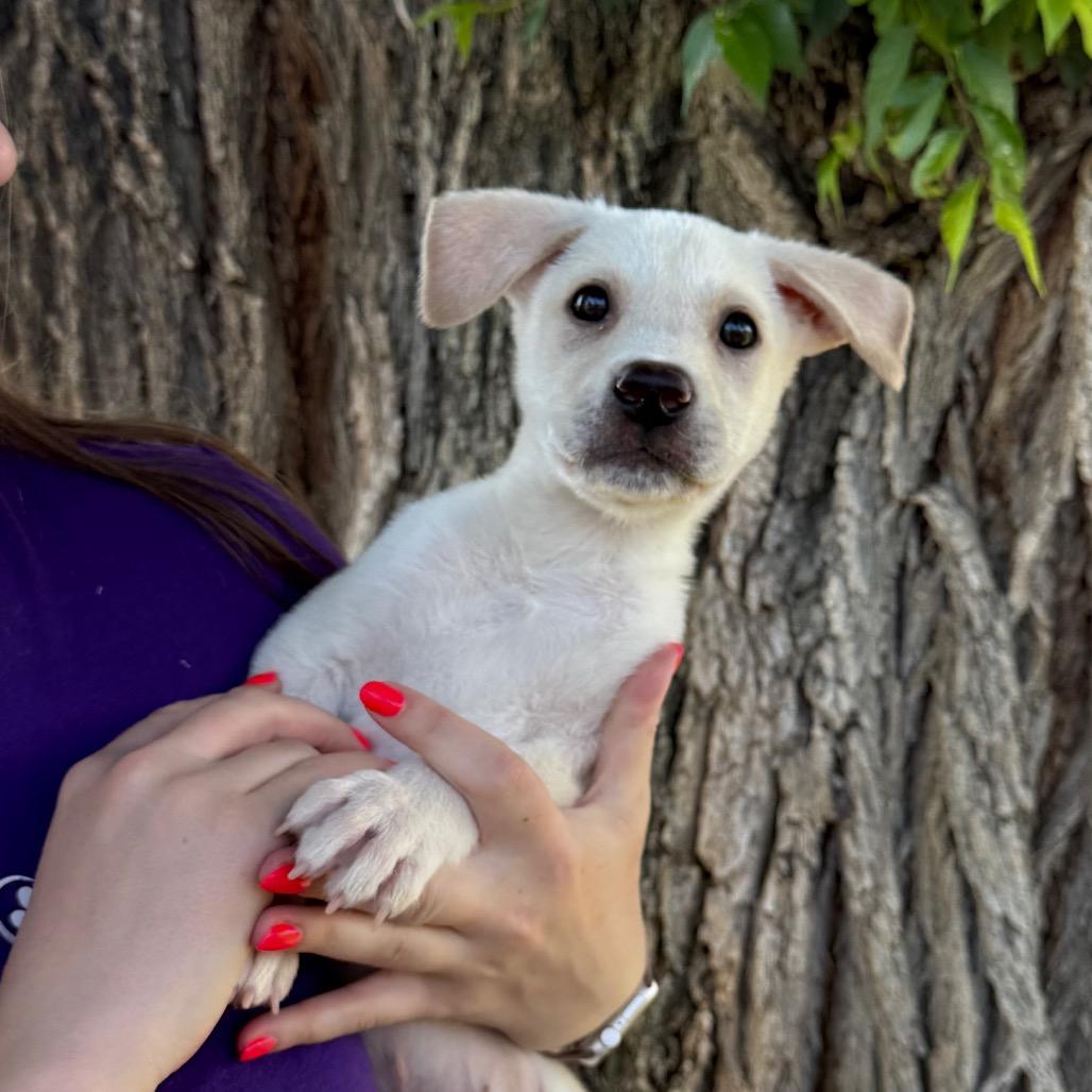 Enlarge Jasper, a Adoptable Mixed Breed in Tulsa, OK image 4/4
