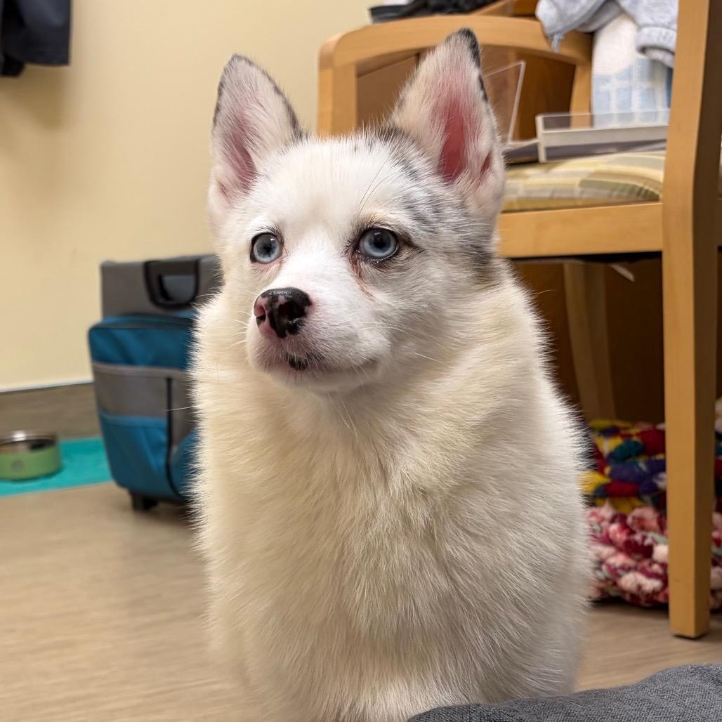 Enlarge Denali, a Adoptable mixed breed in Bedford, NH image 2/4