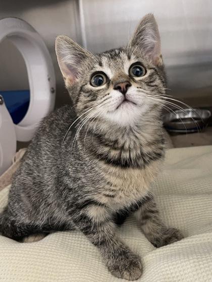 Luna, Adoptable, Kitten Female Domestic Short Hair & Domestic Short Hair.