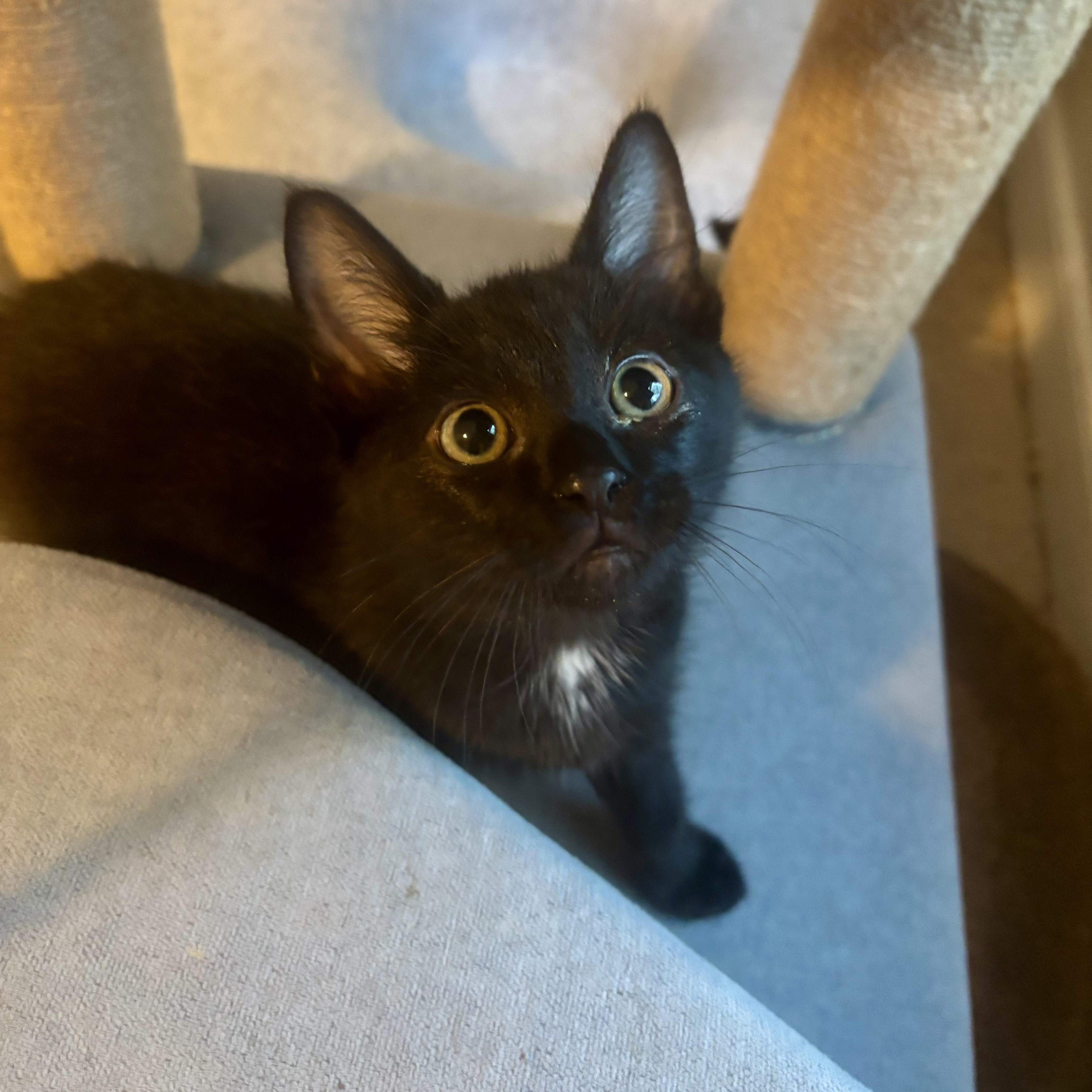 Enlarge Bellflower, a ADOPTABLE Domestic Short Hair in Richmond, VA image 1/1