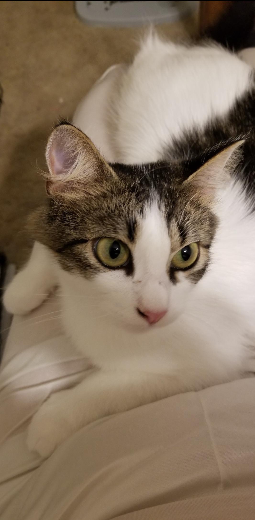 Lacey Jo, a Adoptable mixed breed in Warwick, RI image 5/6