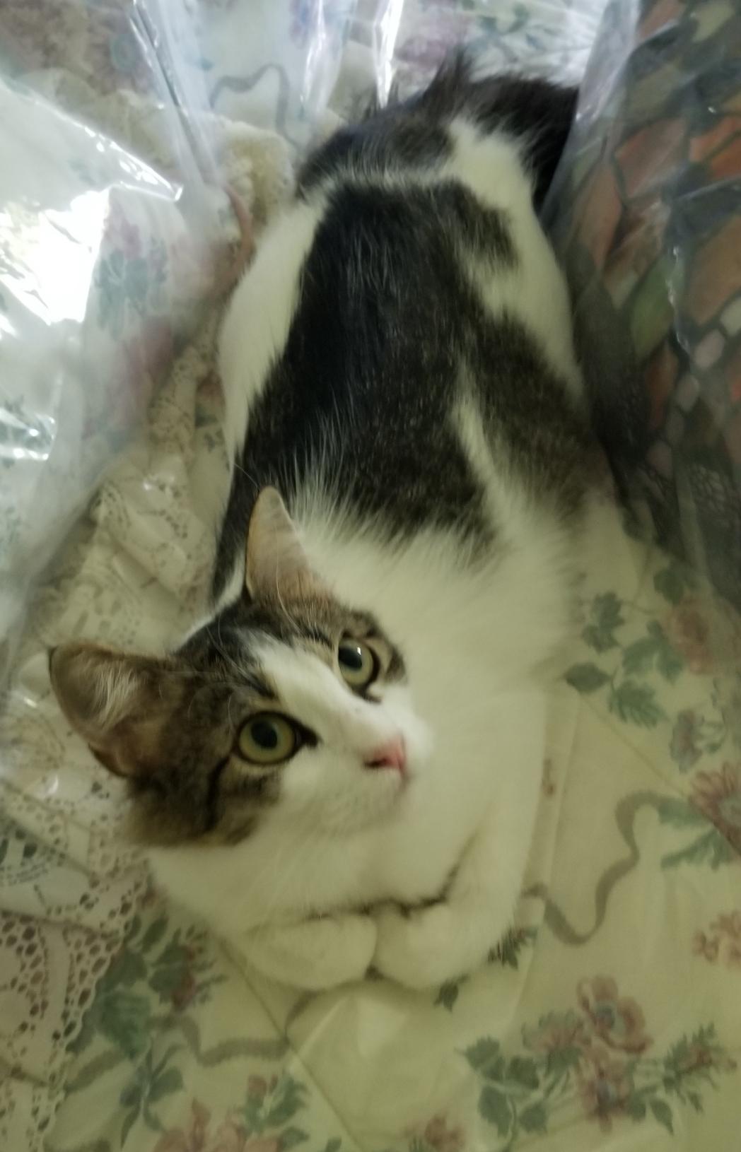 Lacey Jo, a Adoptable mixed breed in Warwick, RI image 6/6