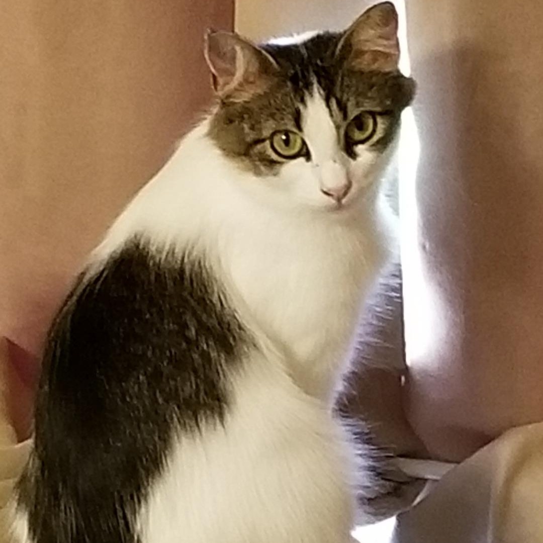 Lacey Jo, Young Female Domestic Medium Hair