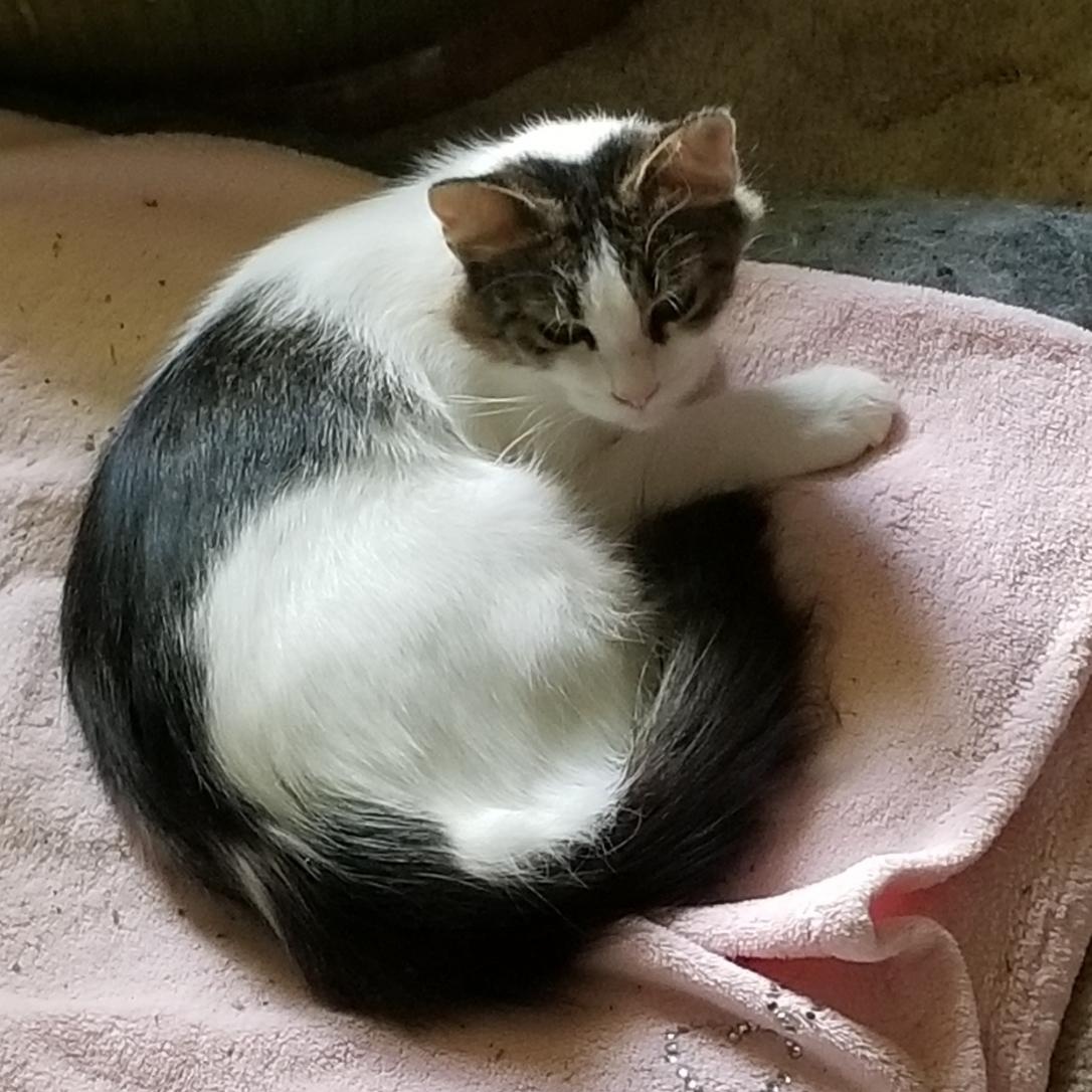 Lacey Jo, a Adoptable mixed breed in Warwick, RI image 2/6