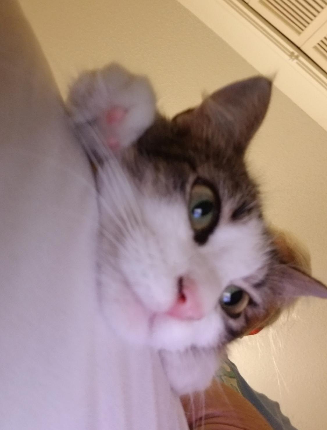 Lacey Jo, a Adoptable mixed breed in Warwick, RI image 3/6