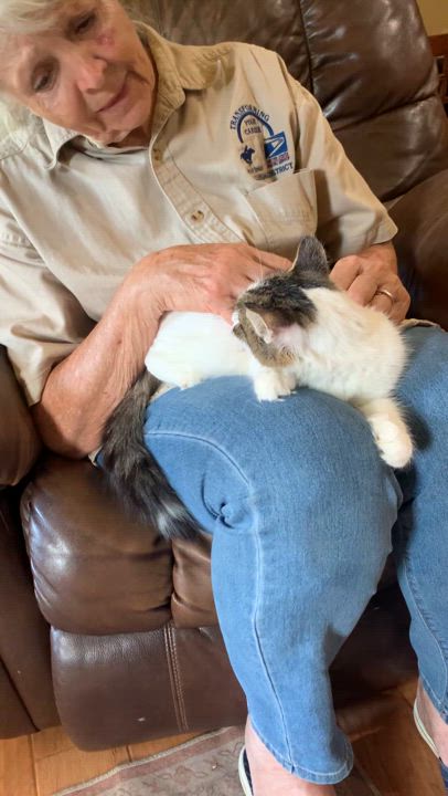 Enlarge Lacey Jo, a Adoptable mixed breed in Warwick, RI video 4/6