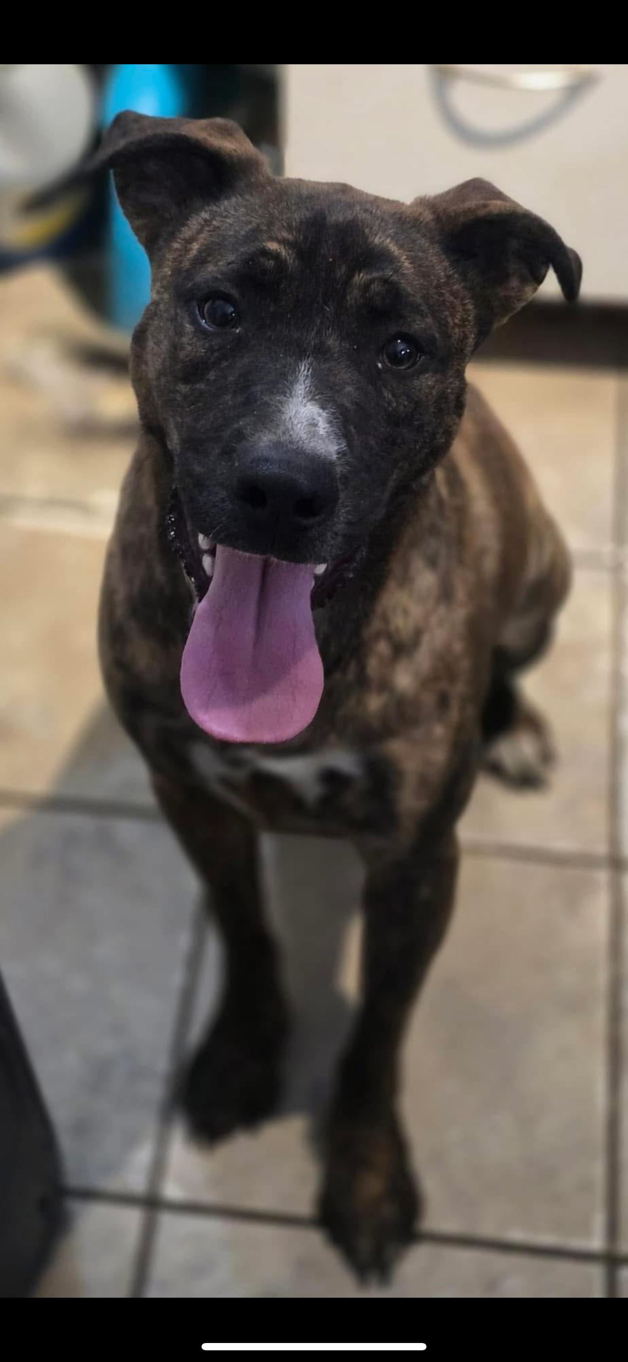 Diego, Adoptable, Adult Male Mixed Breed.