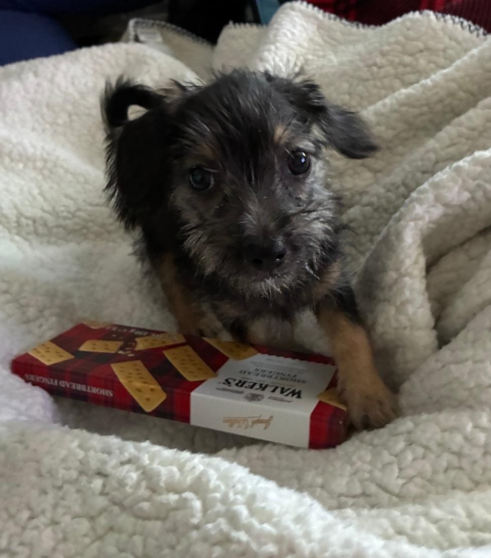 Enlarge Atlas, a Adopted Yorkshire Terrier in Lancaster, CA image 1/2