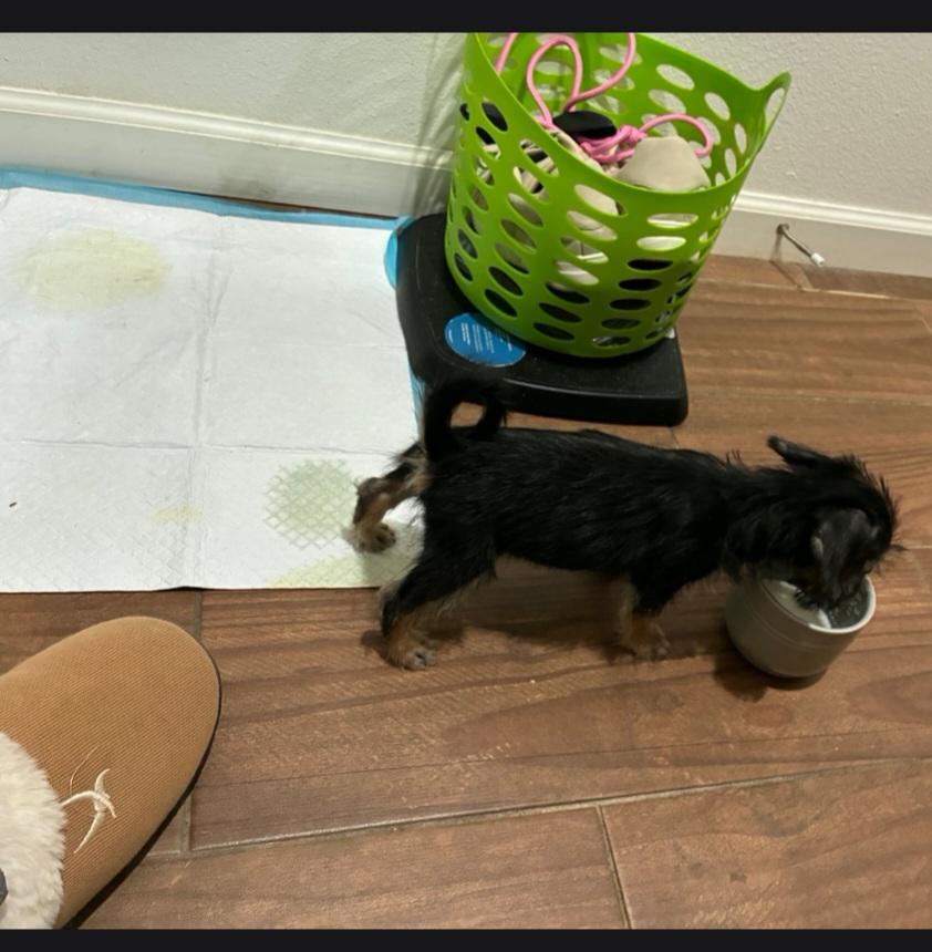 Enlarge Atlas, a Adopted Yorkshire Terrier in Lancaster, CA image 2/2