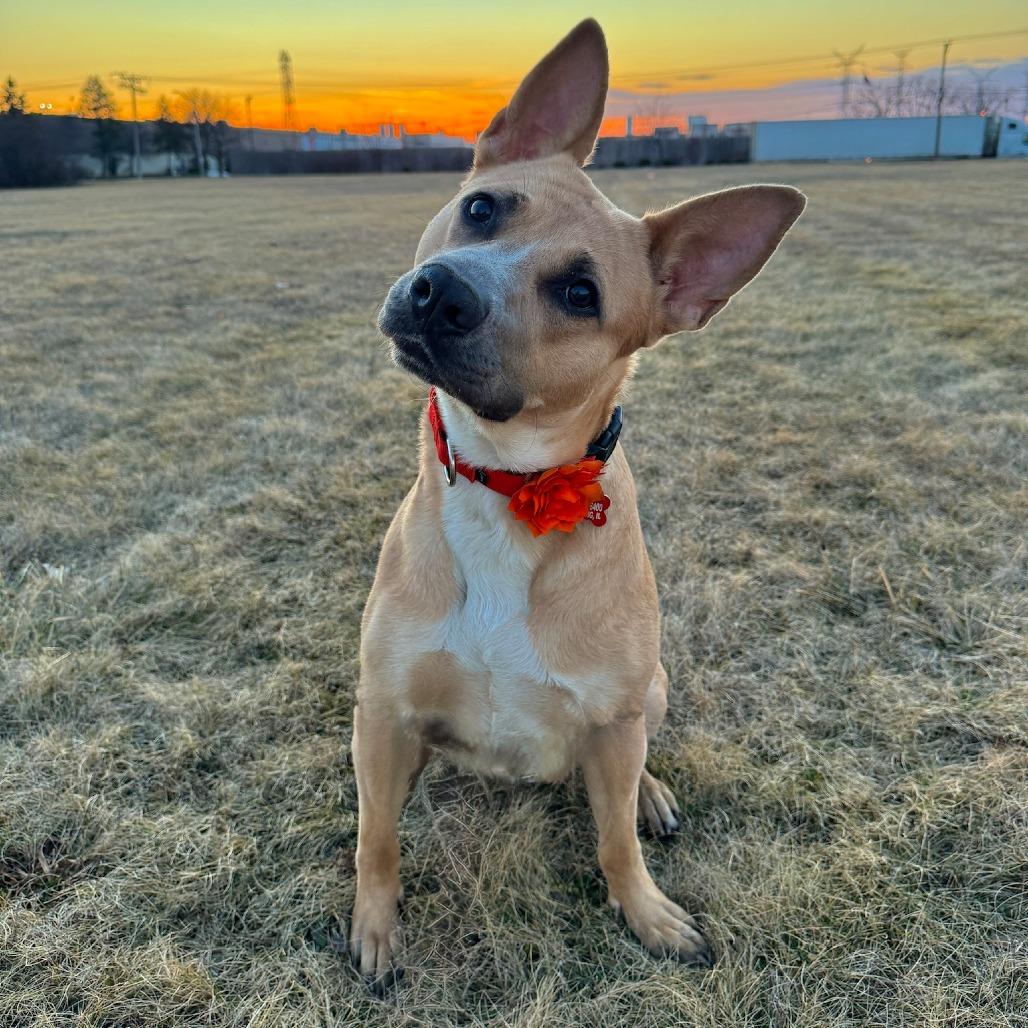 Aubreen, Adoptable, Adult Female Mixed Breed.