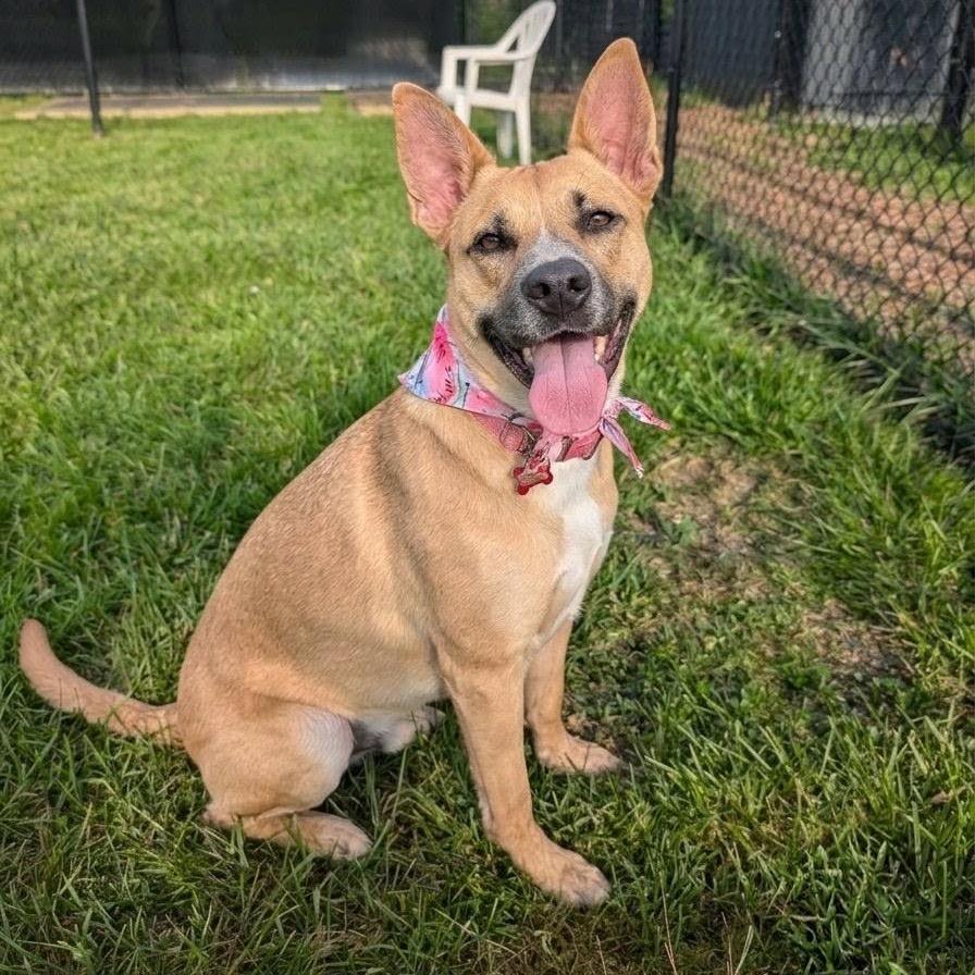 Enlarge Aubreen, a Adoptable Mixed Breed in Wheeling, IL image 3/5