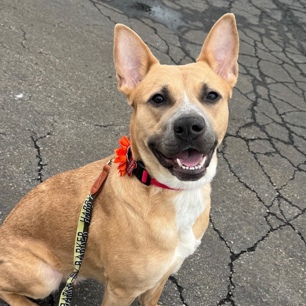 Enlarge Aubreen, a Adoptable Mixed Breed in Wheeling, IL image 2/6