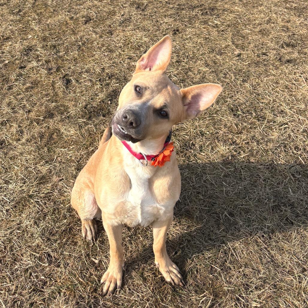 Aubreen, a Adoptable Mixed Breed in Wheeling, IL image 3/6