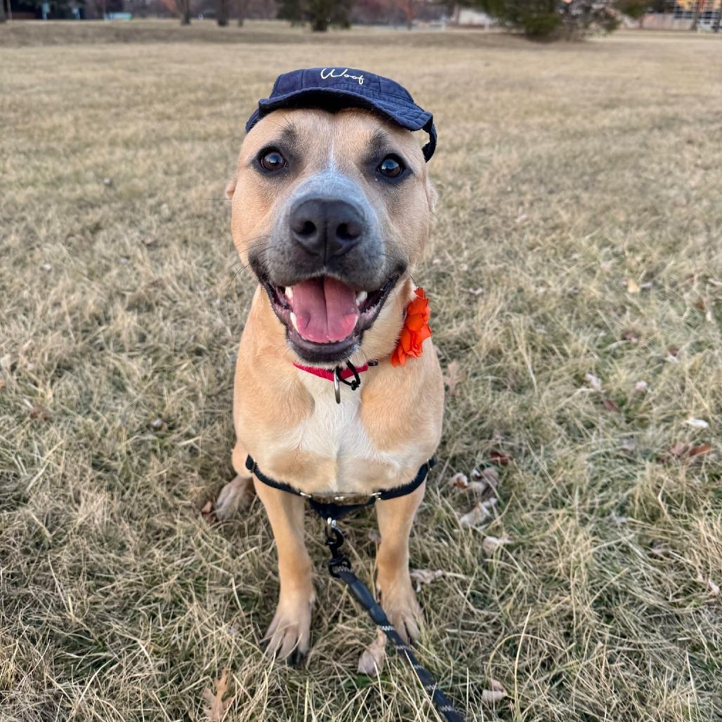 Enlarge Aubreen, a Adoptable Mixed Breed in Wheeling, IL image 3/6