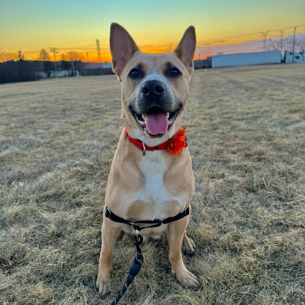 Enlarge Aubreen, a Adoptable Mixed Breed in Wheeling, IL image 4/6