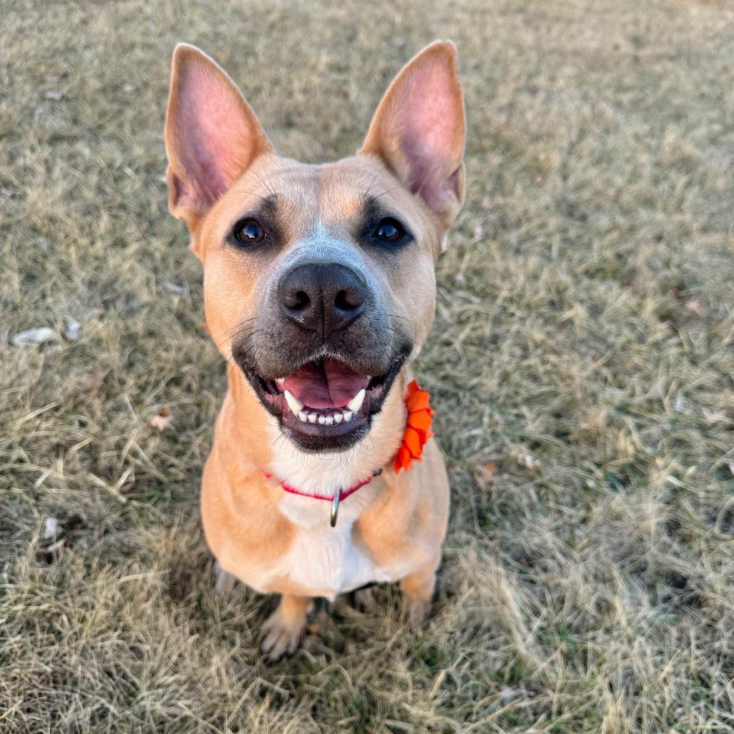 Enlarge Aubreen, a Adoptable Mixed Breed in Wheeling, IL image 5/6