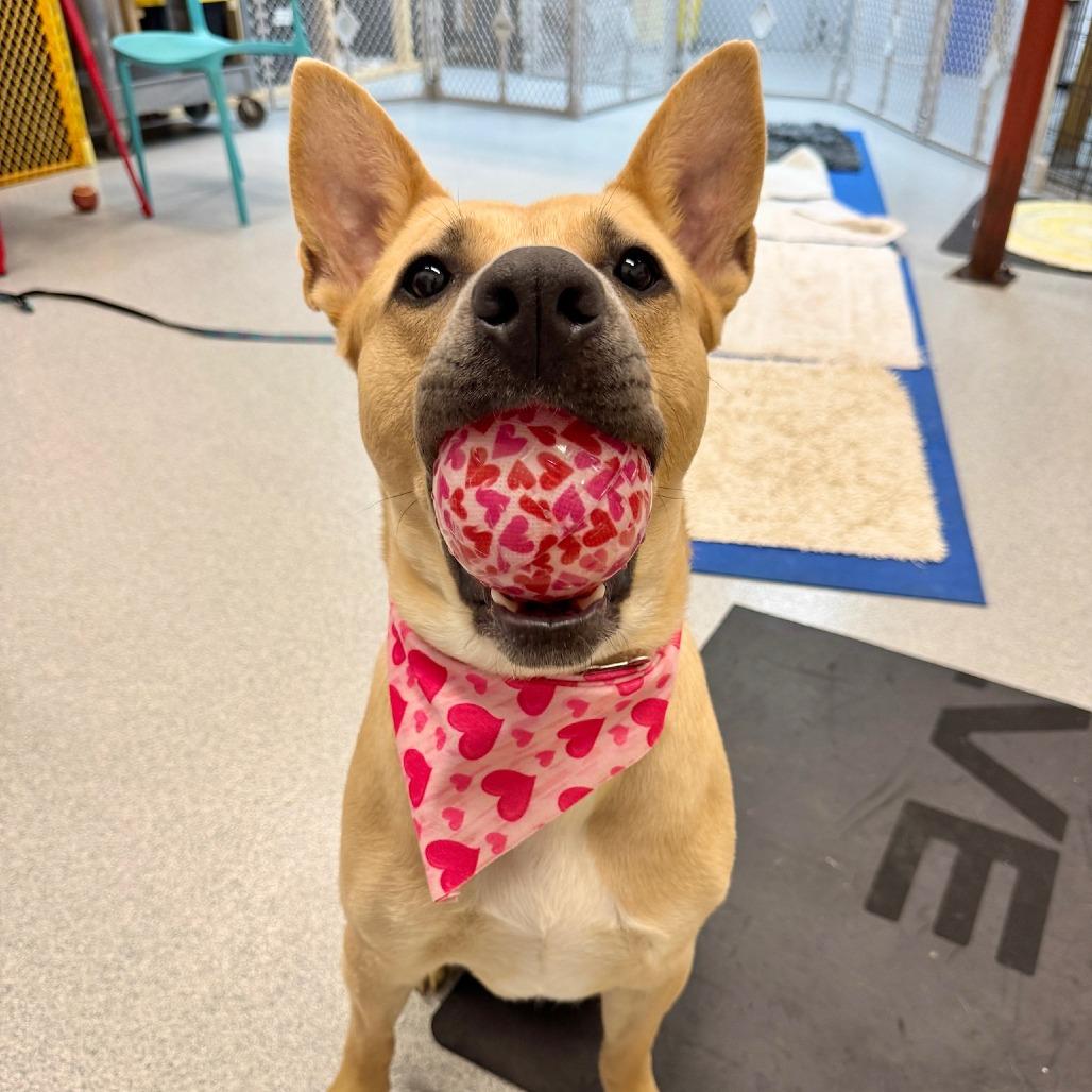 Enlarge Aubreen, a Adoptable Mixed Breed in Wheeling, IL image 6/6
