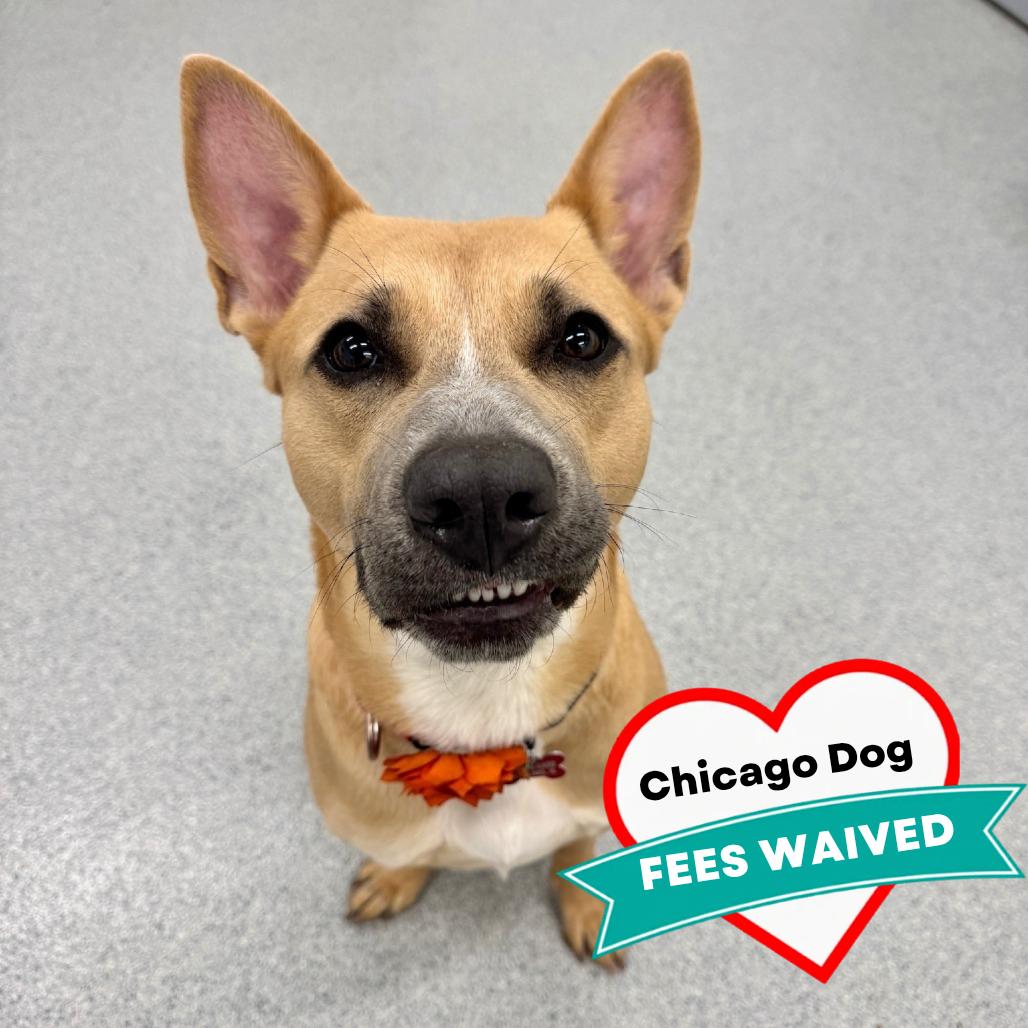 Enlarge Aubreen, a Adoptable Mixed Breed in Wheeling, IL image 5/6