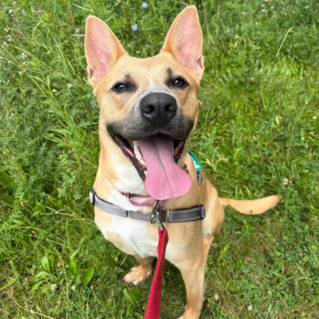 Aubreen, a Adoptable Mixed Breed in Wheeling, IL image 5/6