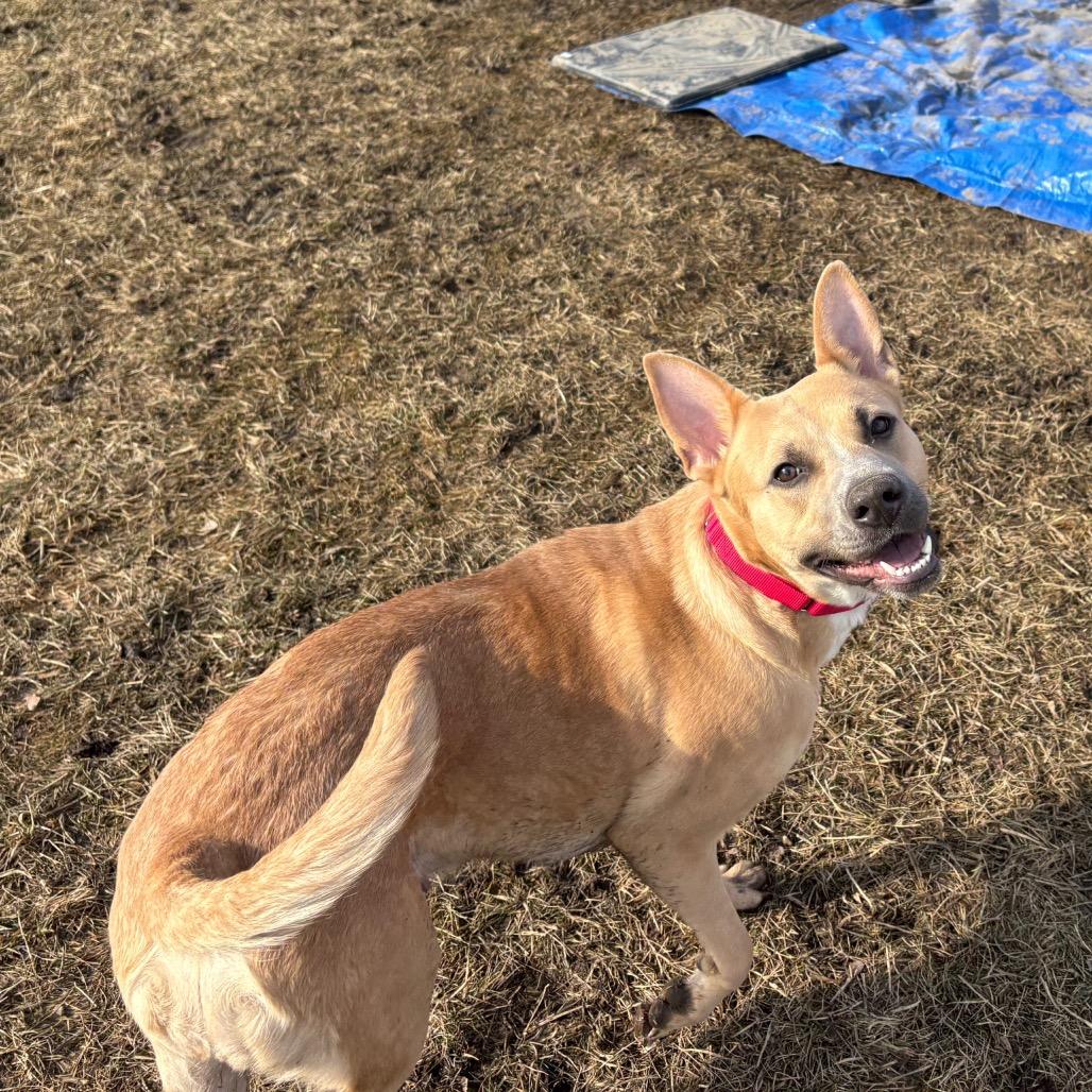 Enlarge Aubreen, a Adoptable Mixed Breed in Wheeling, IL image 6/6
