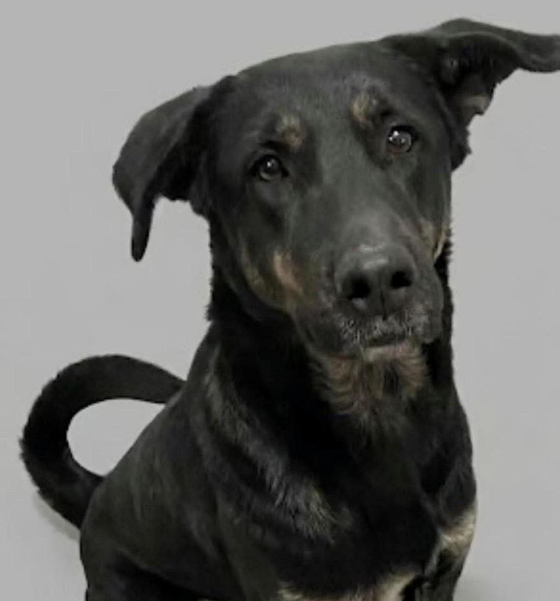 Enlarge Luna, a ADOPTABLE mixed breed in Claresholm, AB image 1/1