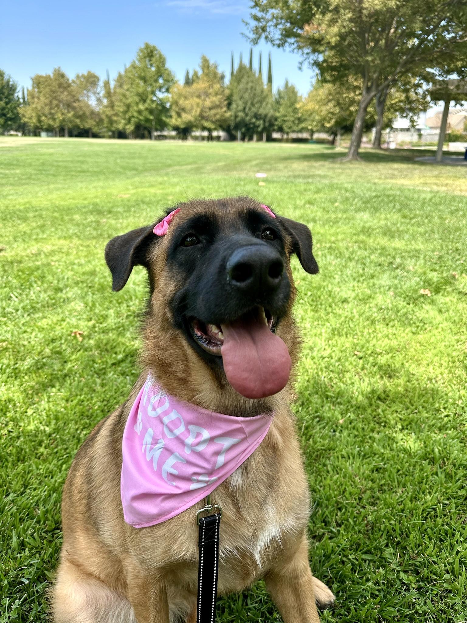 Nova
