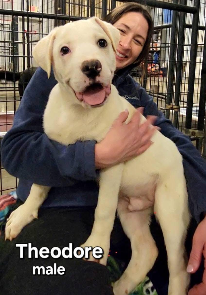 Theodore, an adopted mixed breed in Ashland, KY image 1/2