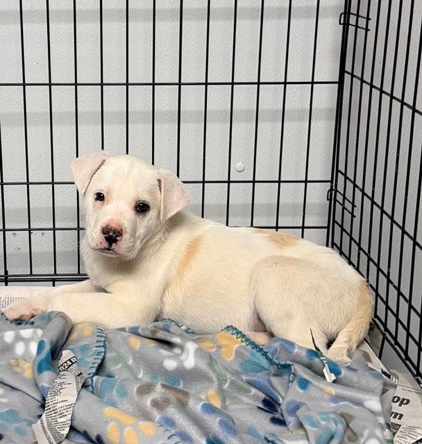 Theodore, an adopted mixed breed in Ashland, KY image 2/2