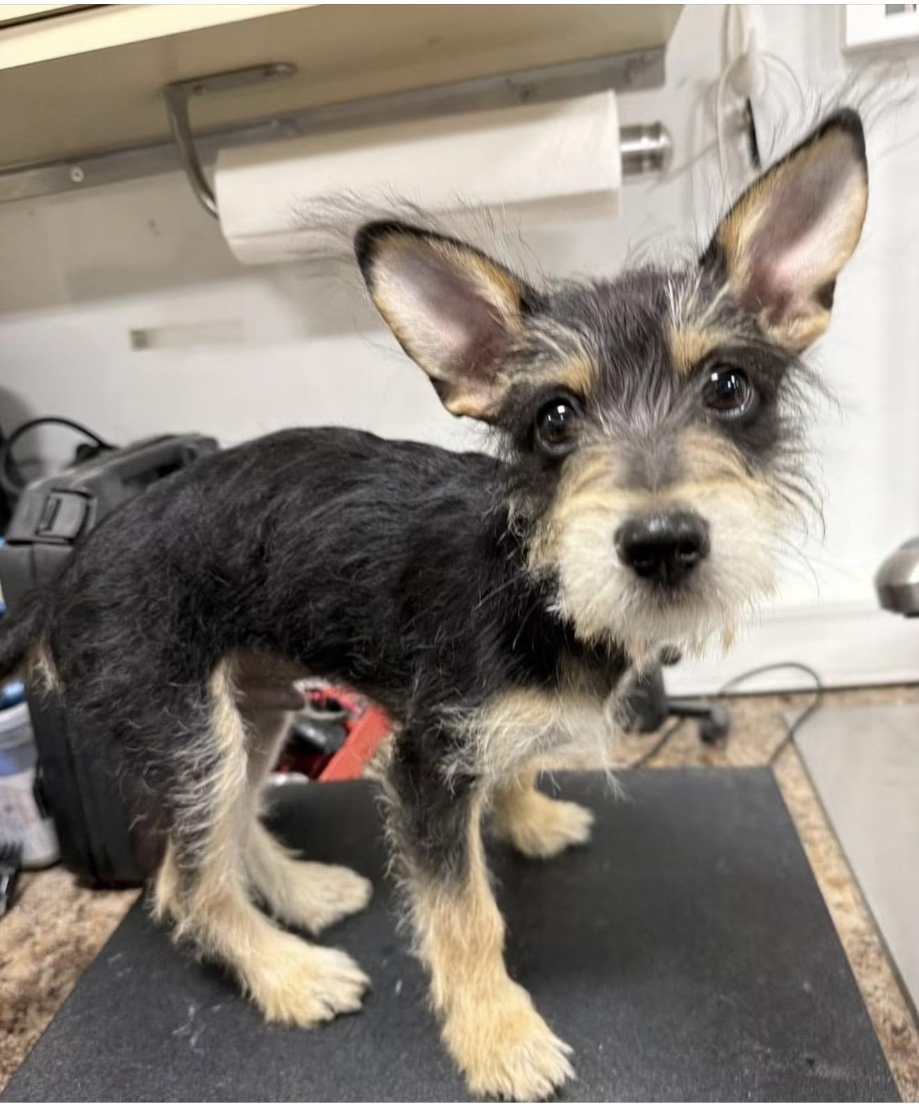 Radar, Adopted, Puppy Male Poodle & Schnauzer.