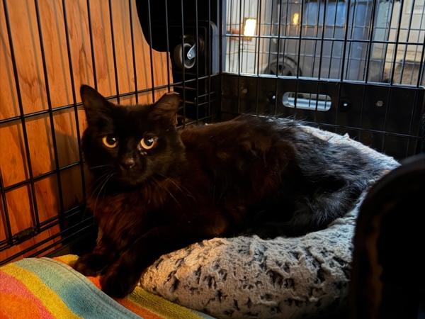 Enlarge River, a Adoptable mixed breed in Austin, TX image 1/1