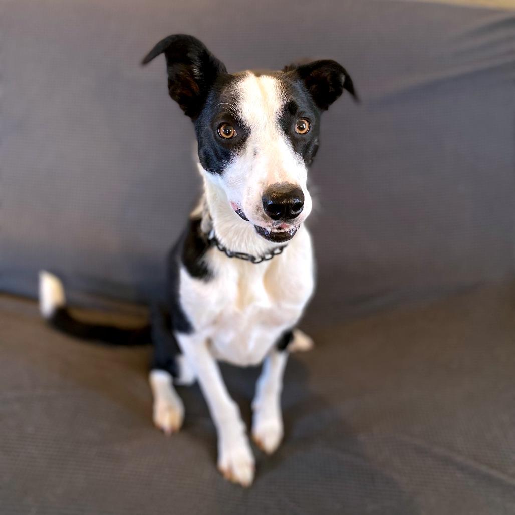 Enlarge Marley fka Kerry, a Adoptable mixed breed in Green Bay, WI image 1/4
